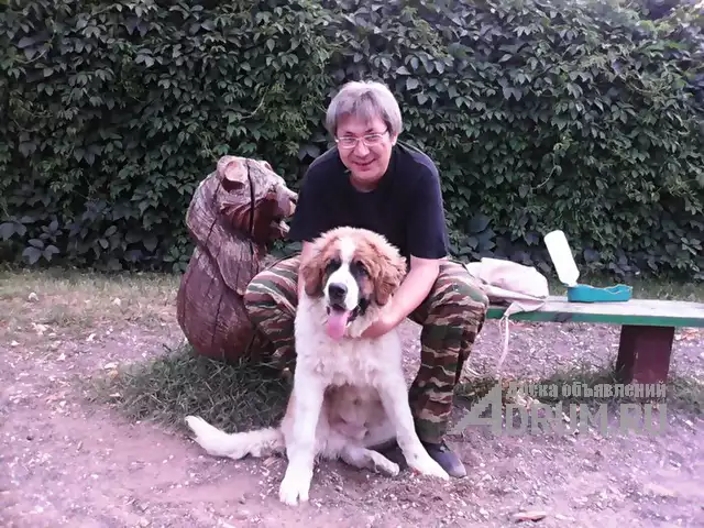 Кинолог-зоопсихолог: профессиональная дрессировка собак, Москва