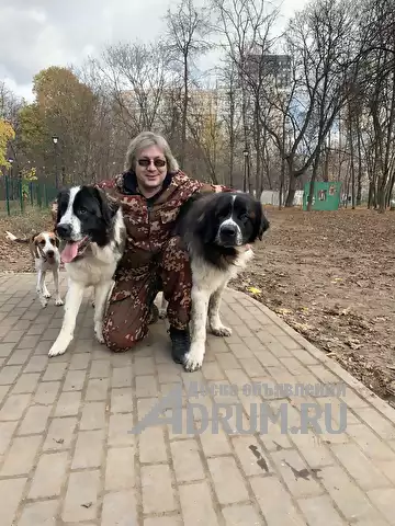 Кинолог-зоопсихолог: профессиональная дрессировка собак в Москвe, фото 5
