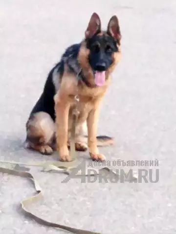 Профессиональная дрессировка породистых собак в Краснодаре, Краснодар