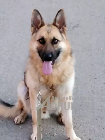 Профессиональная дрессировка породистых собак в Краснодаре в Краснодаре, фото 4