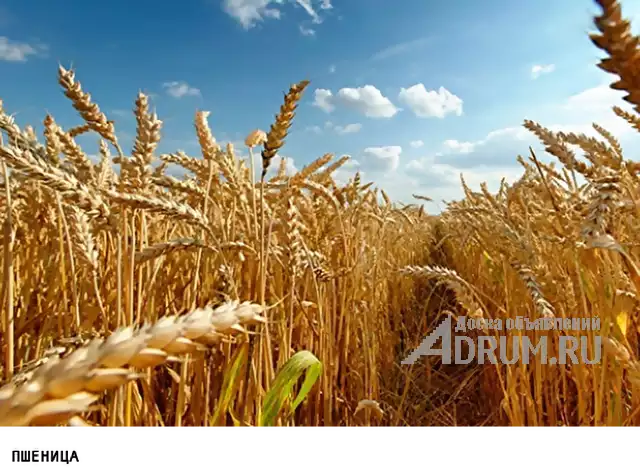 Куплю зерно пшеницы в Москвe