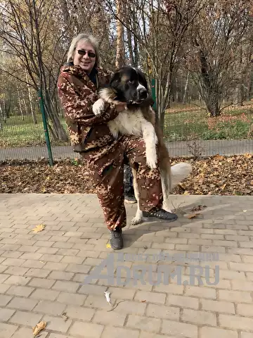 Кинолог: профессиональная дрессировка собак, Москва