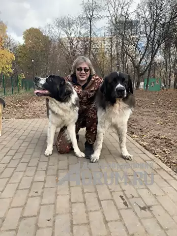 Кинолог: профессиональная дрессировка собак в Москвe, фото 5