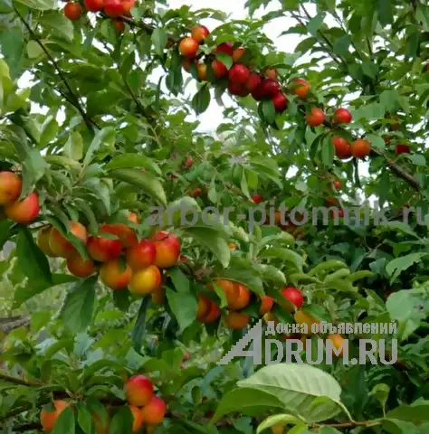 Питомник растений предлагает саженцы ЗКС с доставкой и посадкой в Красногорске, фото 8
