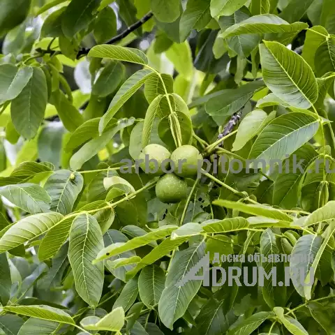 Плодовые деревья из питомника, саженцы крупномеры в Красногорске, фото 13