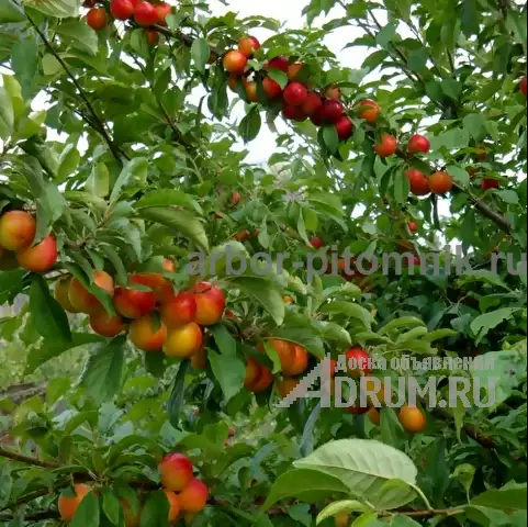 Плодовые деревья из питомника, саженцы крупномеры в Красногорске, фото 8