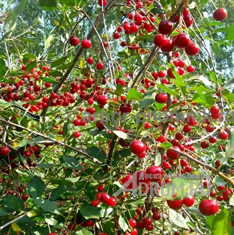 Плодовые деревья из питомника, саженцы крупномеры в Красногорске, фото 7