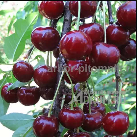 Плодовые деревья из питомника, саженцы крупномеры в Красногорске, фото 9