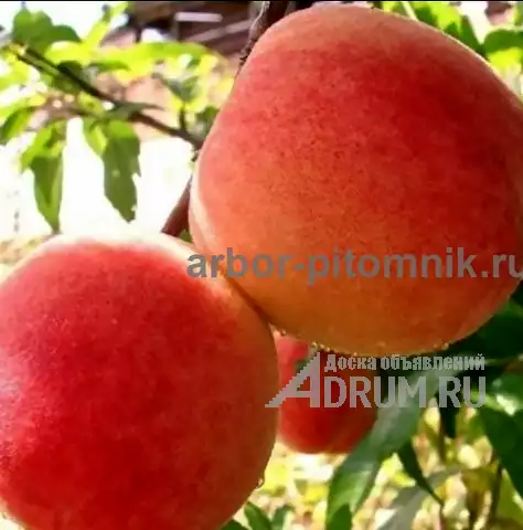 Плодовые деревья из питомника, саженцы крупномеры в Красногорске, фото 3