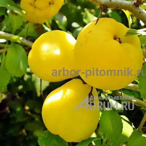 Плодовые деревья из питомника, саженцы крупномеры в Красногорске, фото 12