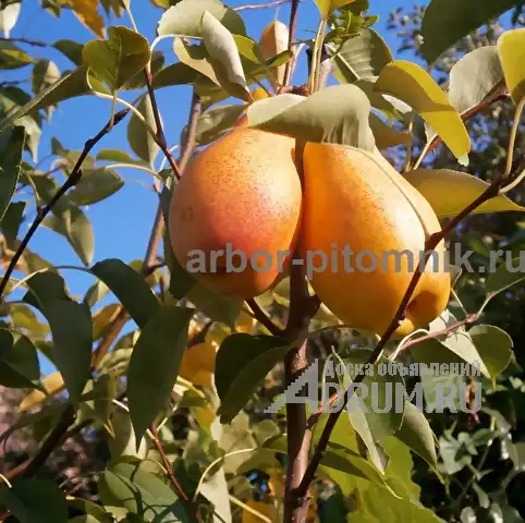 Плодовые деревья из питомника, саженцы крупномеры в Красногорске, фото 2
