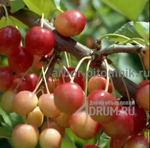 Плодовые деревья из питомника, саженцы крупномеры в Красногорске, фото 5