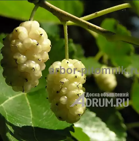 Плодовые деревья из питомника, саженцы крупномеры в Красногорске, фото 11