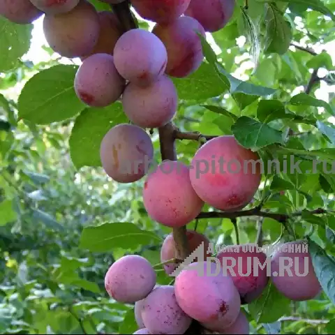Колоновидные деревья из питомника, саженцы колоновидных деревьев с доставкой в Красногорске, фото 8